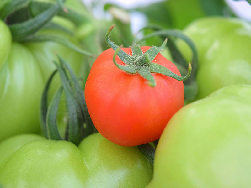 photo: tomatoes
