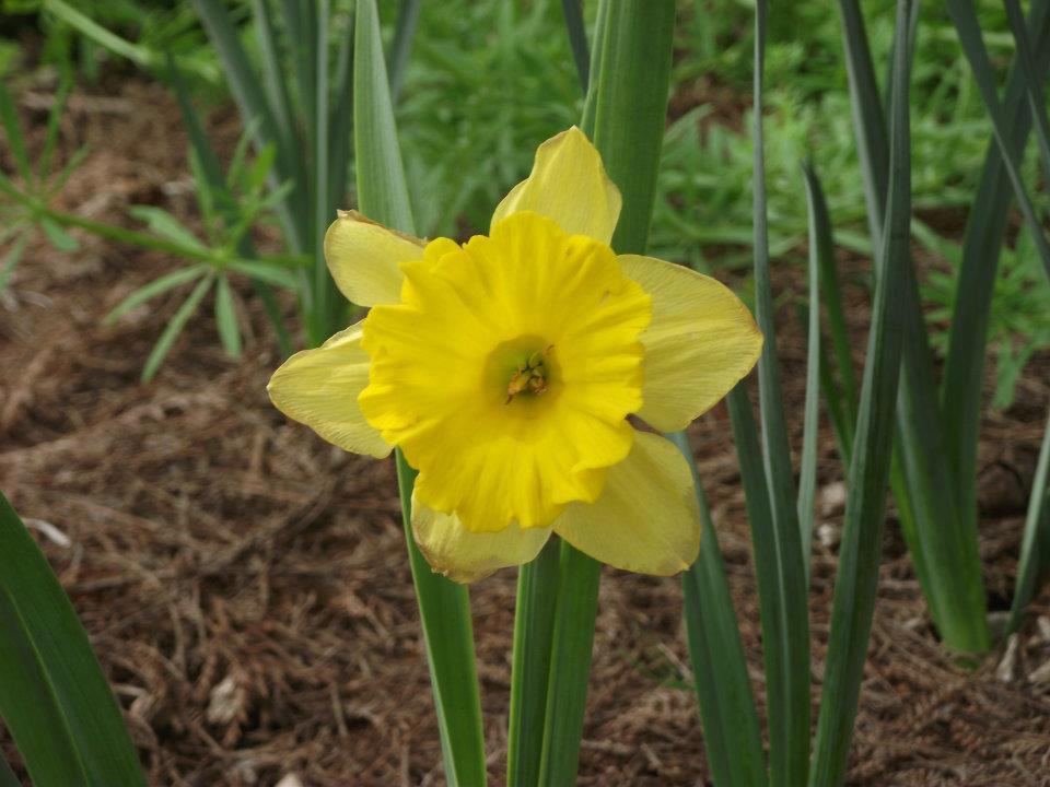photo: daffodil