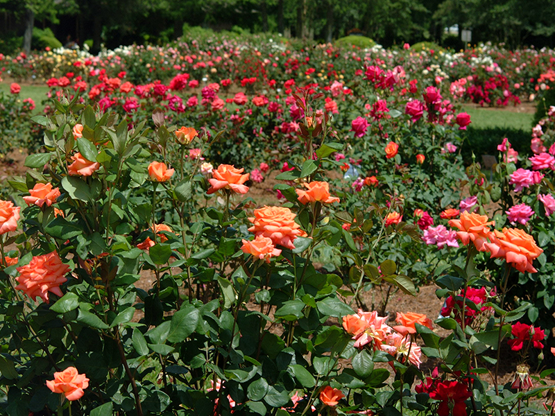 photo: orange and red roses in the rose garden