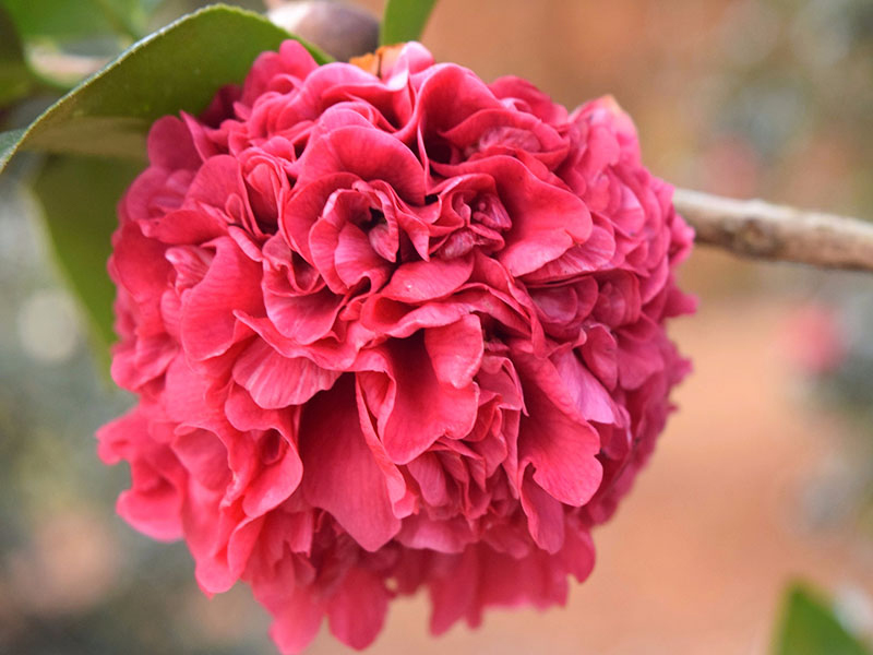 photo: bright pink camellia