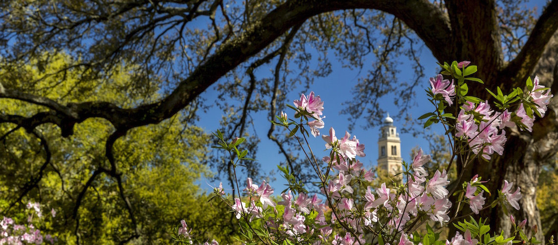 photo: azaleas beneath an oak tree