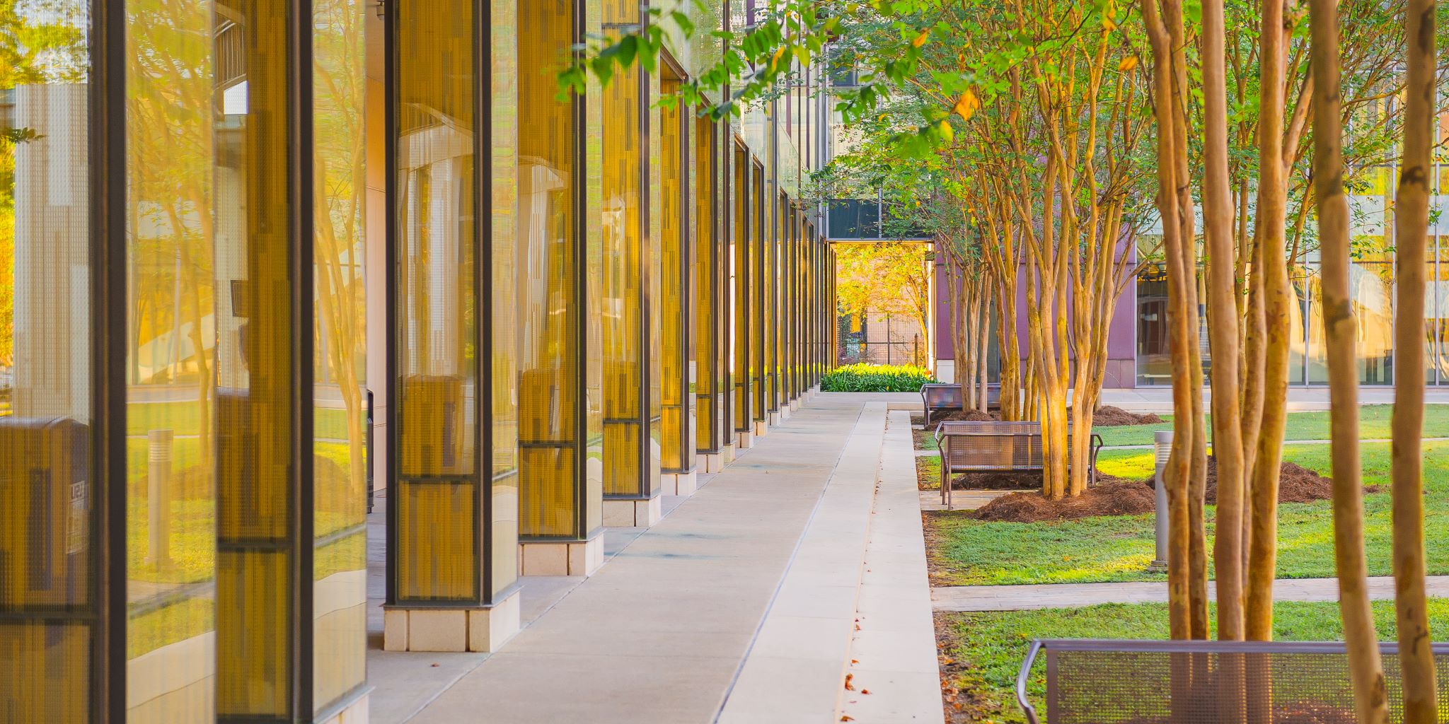 Walkway in the BEC courtyard with trees and bench. 