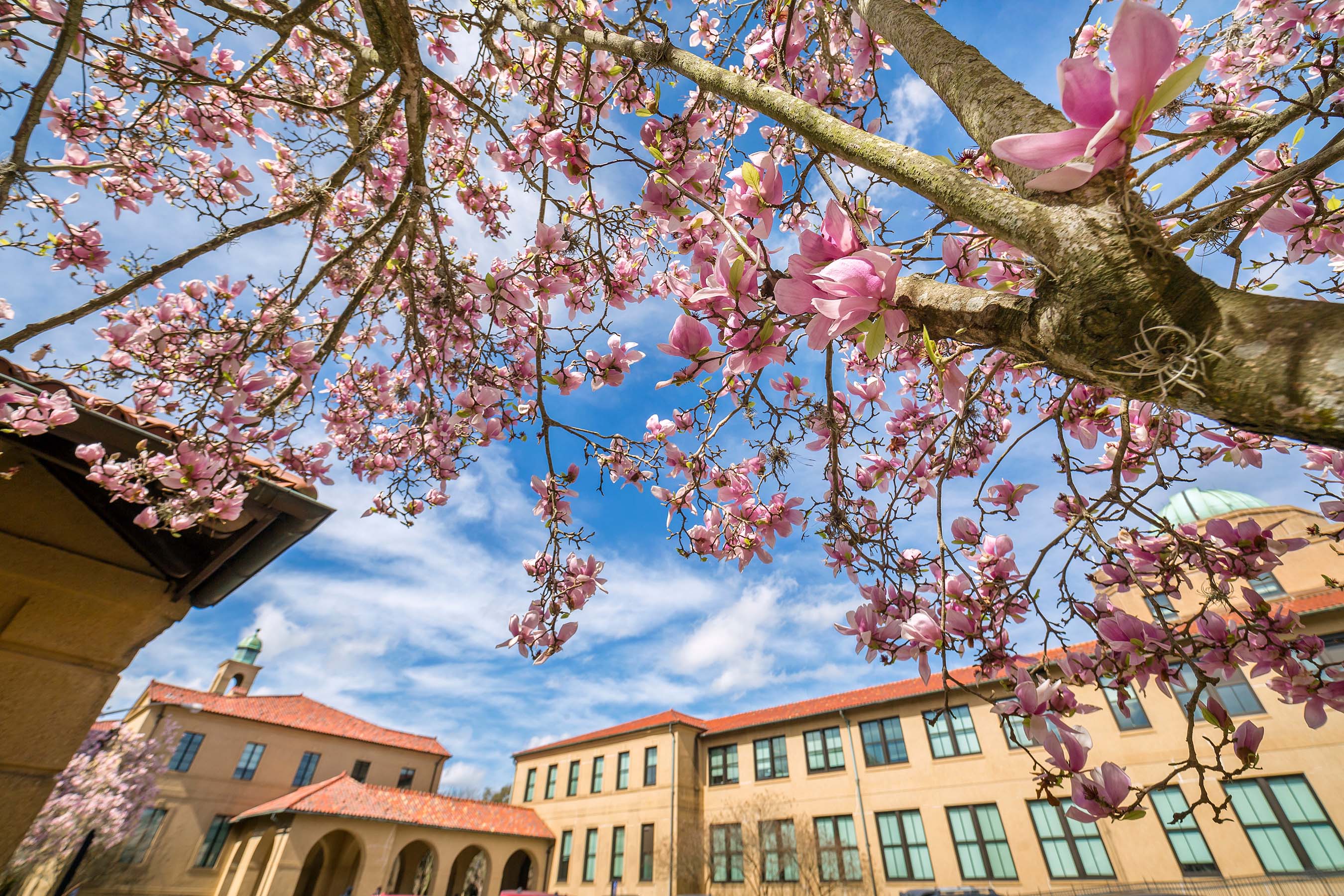 Japanese magnolias on LSU campus