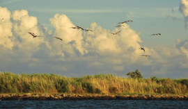 Pelicans fly along Louisiana coast