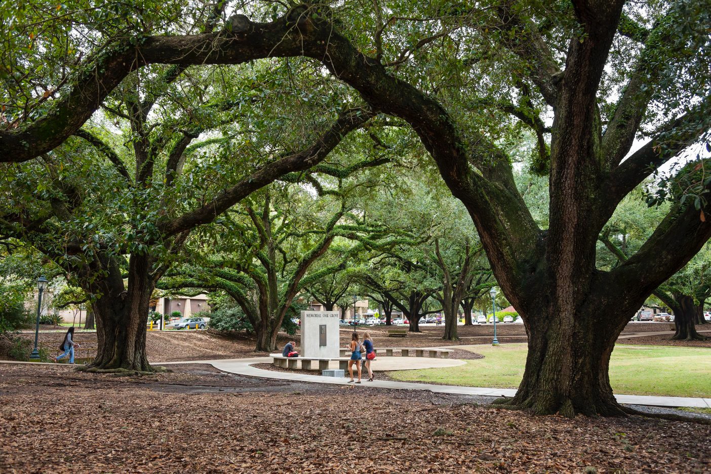 LSU Memorial Oak 