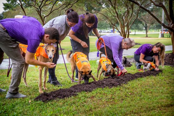 Under the supervision of LSU students, dogs dig up the ground for the university's new Stephenson Pet Clinic