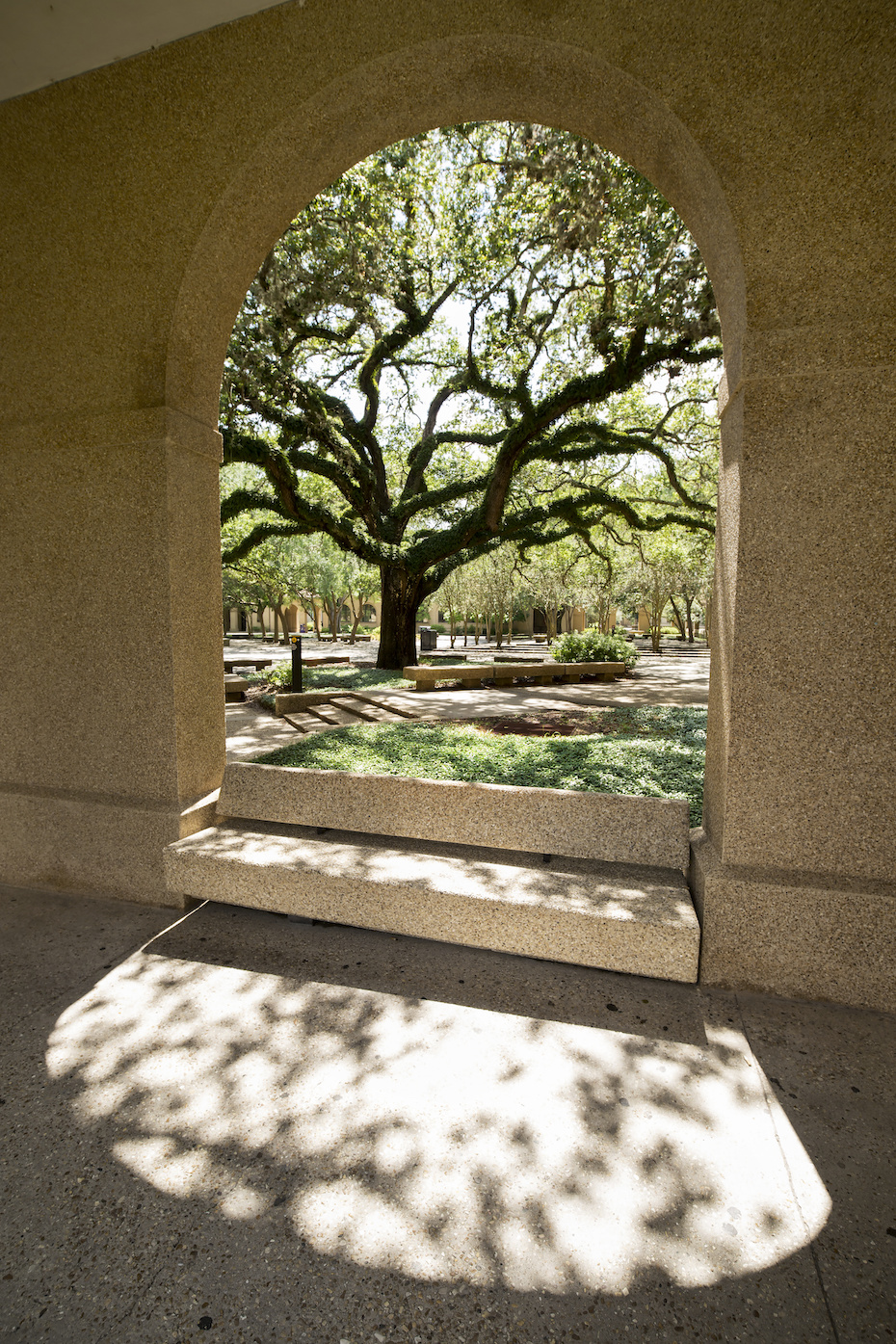 oak tree through campus arch