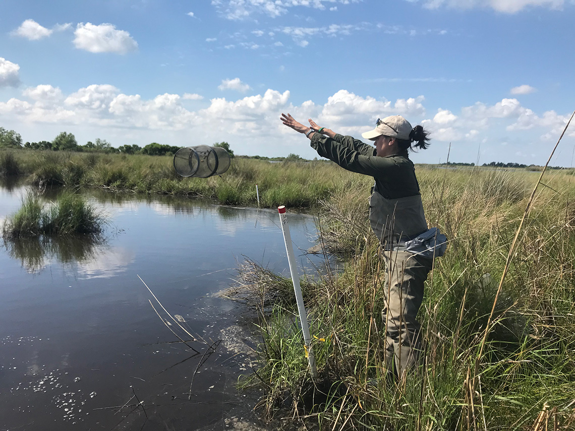 Study Supports Marsh Creation as a Tool to Restore Coastal Louisiana