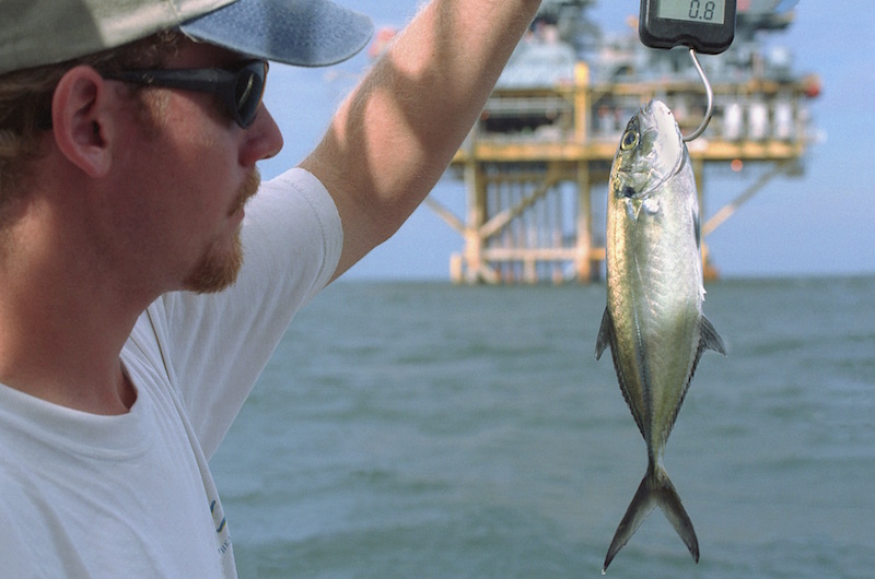 A man in a ball cap and sunglasses holds up a blue runner fish