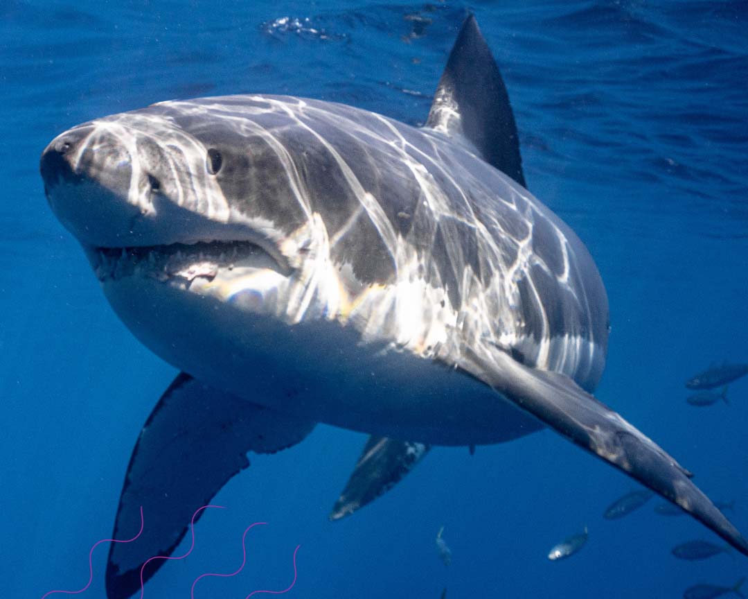 Great White Shark