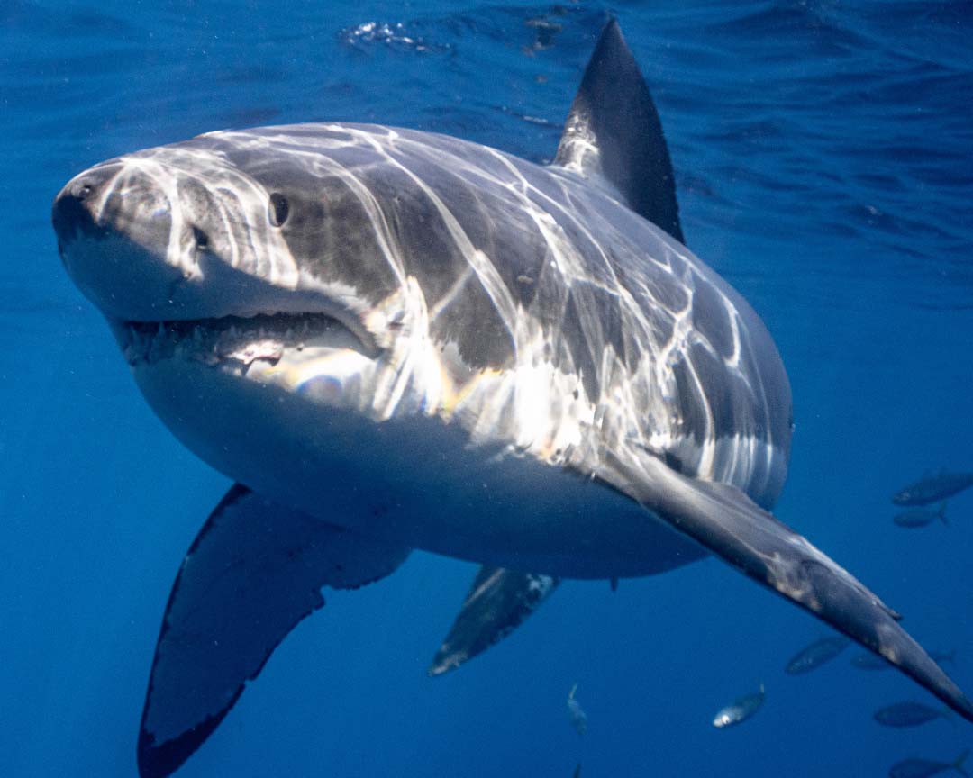a great white shark under water
