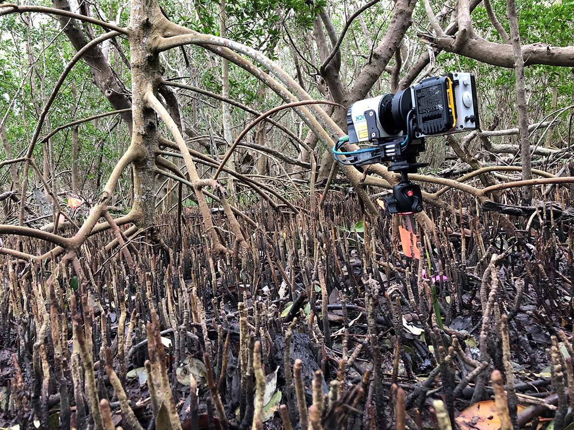 A LIDAR scanner pointed at mangrove tree