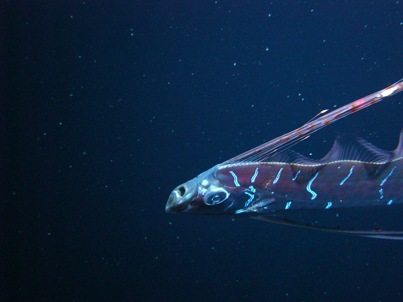 underwater oarfish