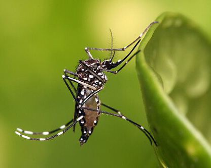 Aedes Aegypti