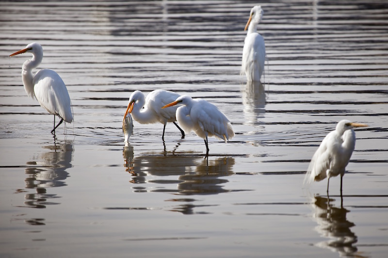 egrets bathing in water