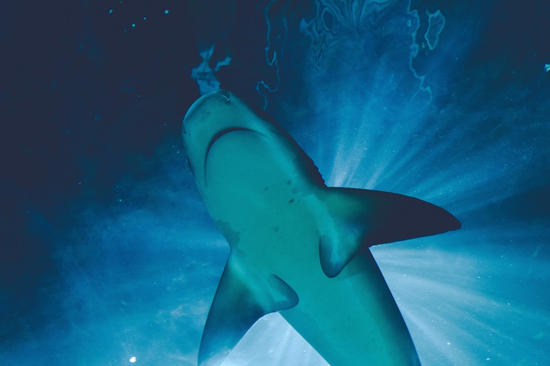 the underside of a swimming shark