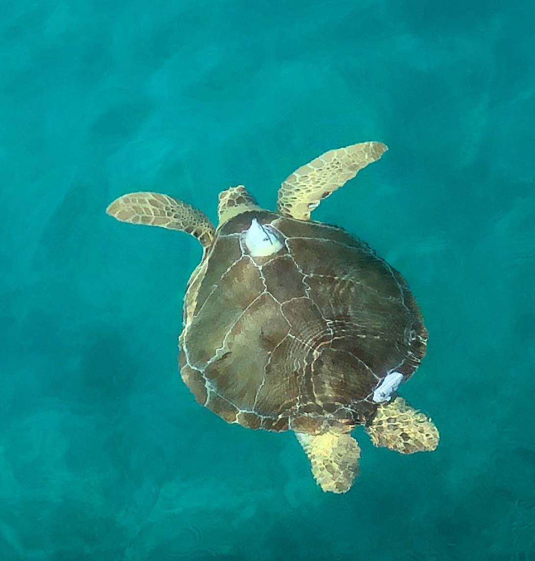 Green Turtle