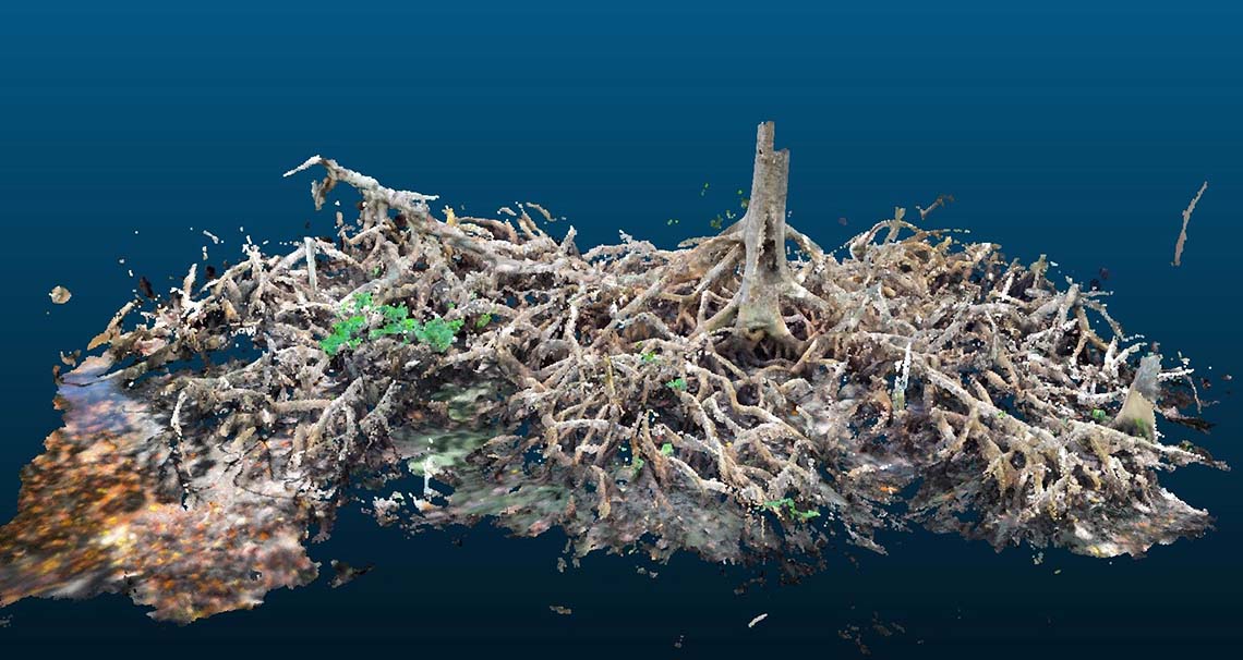 A 3D LIDAR scan of a mangrove root