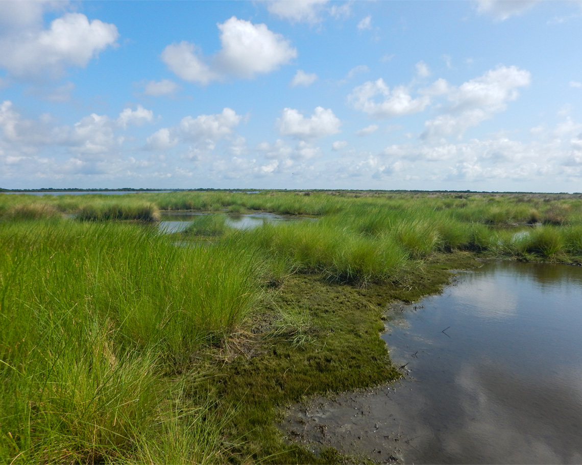 A Louisiana marsh