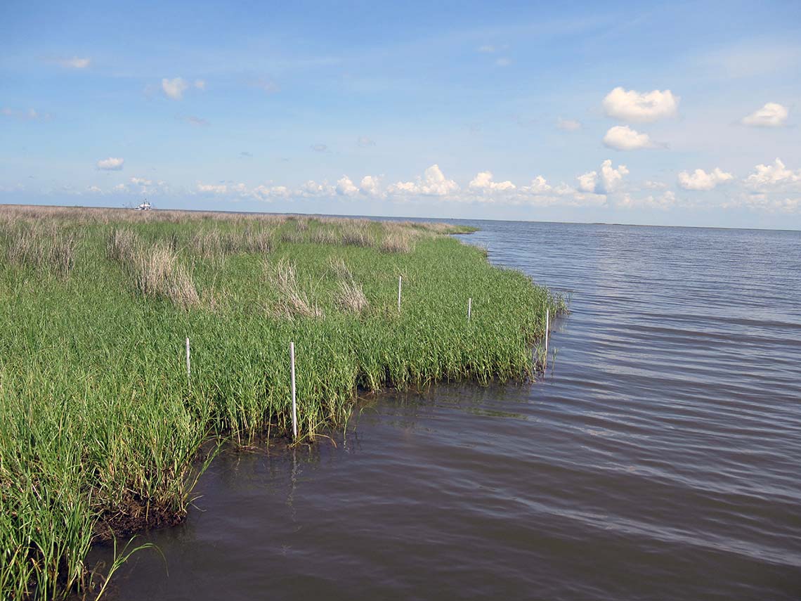 Louisiana marsh