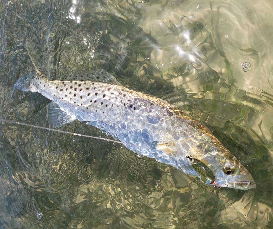 the spotted seatrout