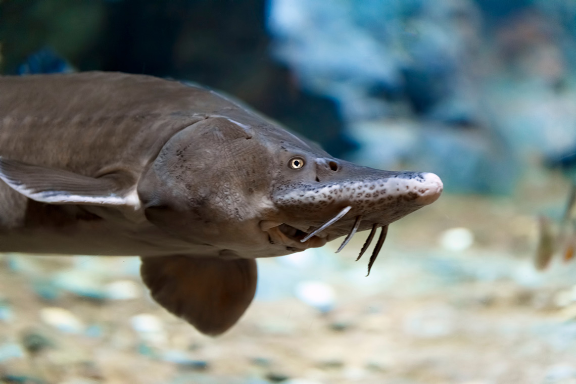 a fish with a pointed snout
