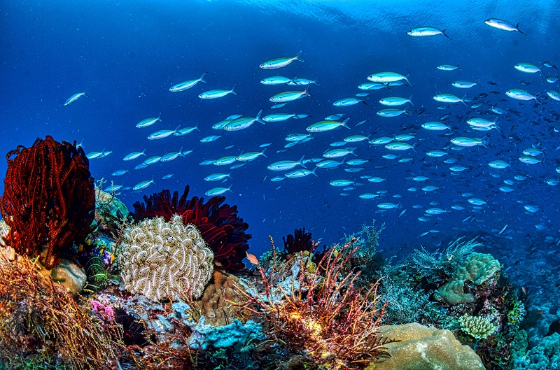 a school of fish on a reef
