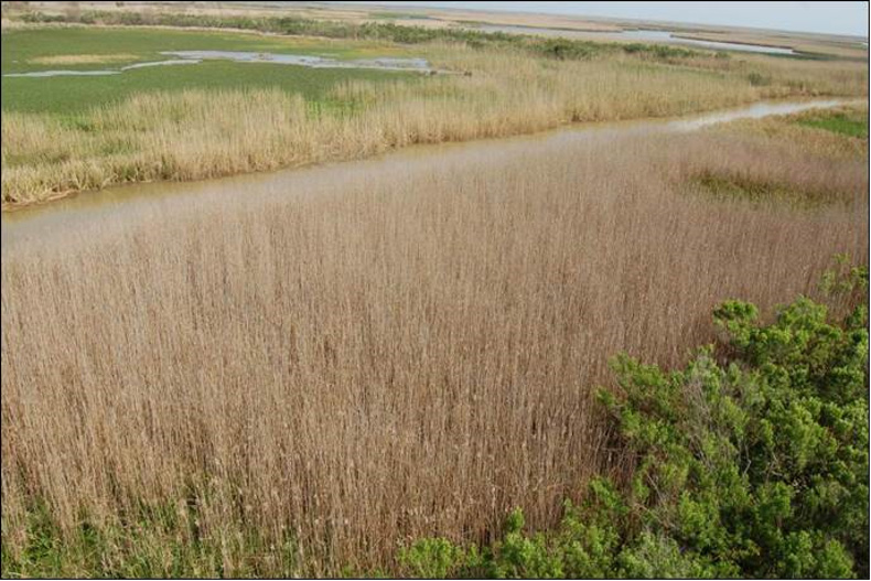 a marsh with dying stands of phramites