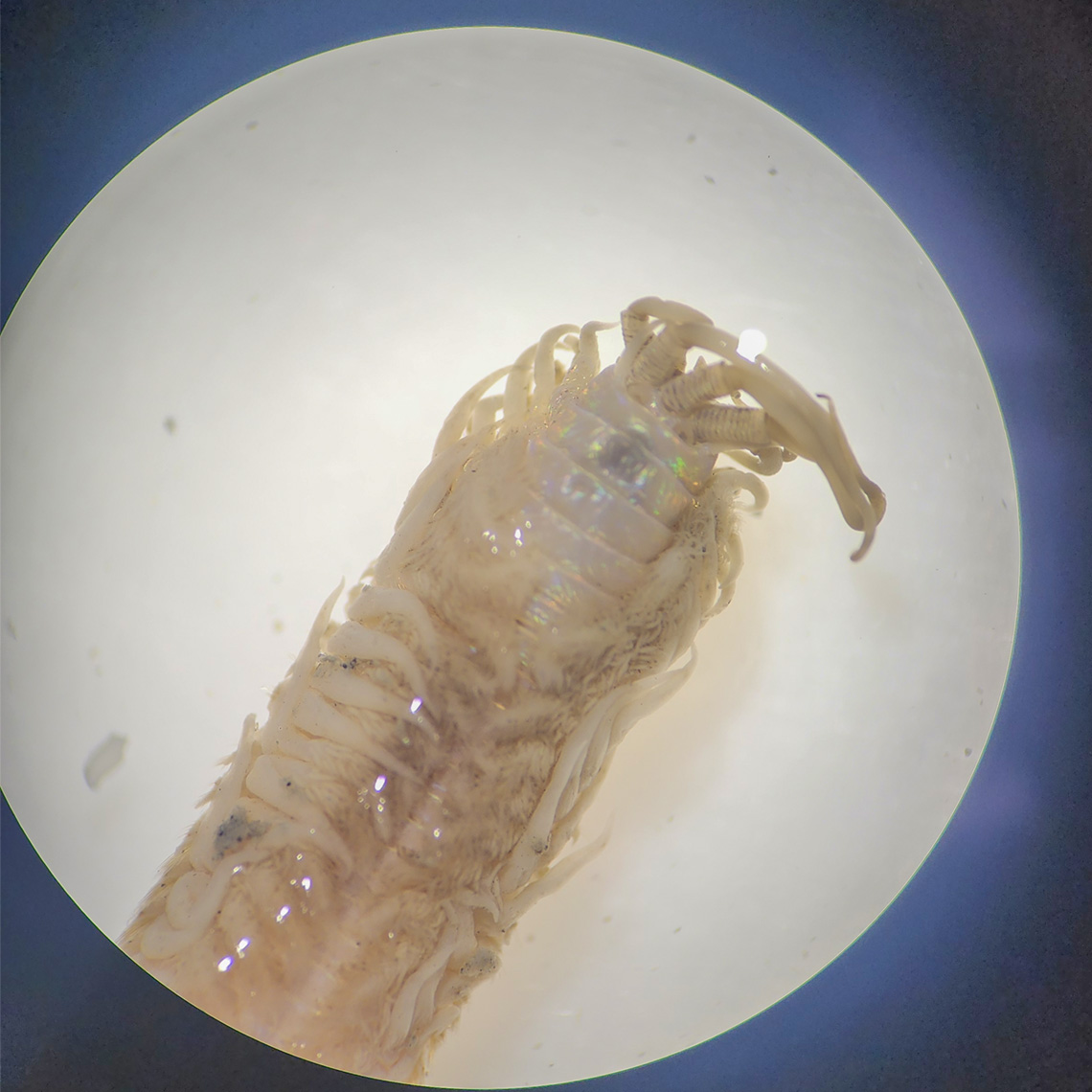 a microscopic organism viewed through a microscope