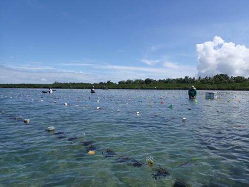 Long lines of seaweed plants in shallow water 