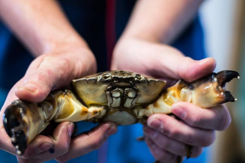 two hands holding a stone crab