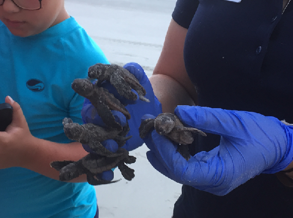 researcher with baby sea turtles