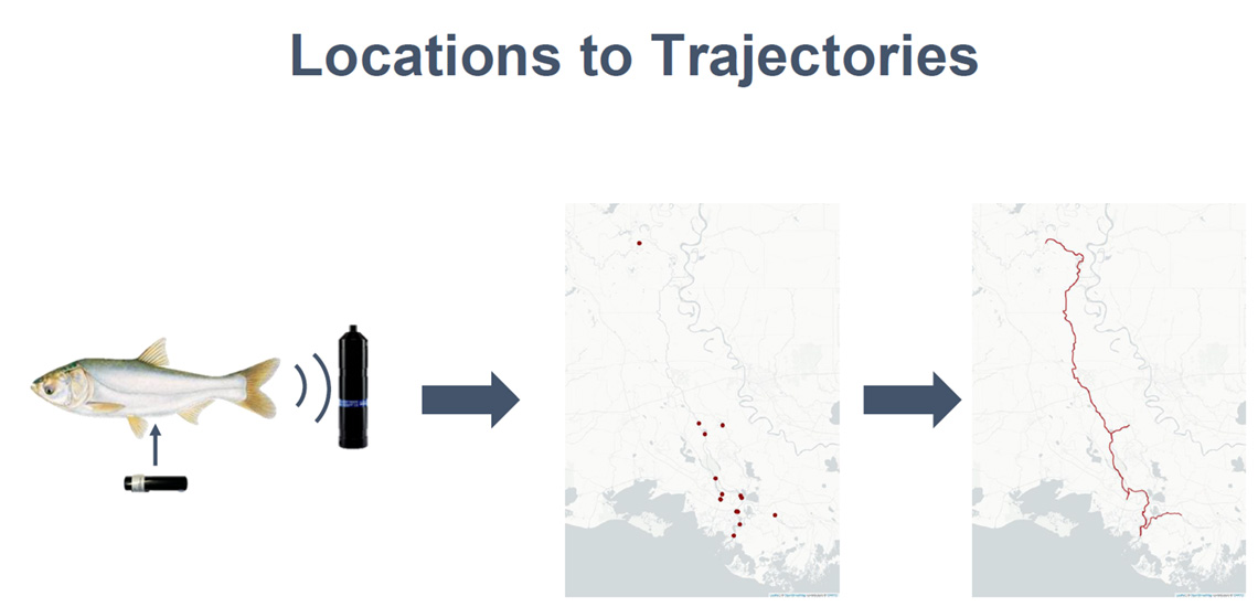 a figure showing a fish with an acoustic sensor, a map of Louisiana showing dots to represent the location of the carp, and another map showing the path of the carp with the dots connected