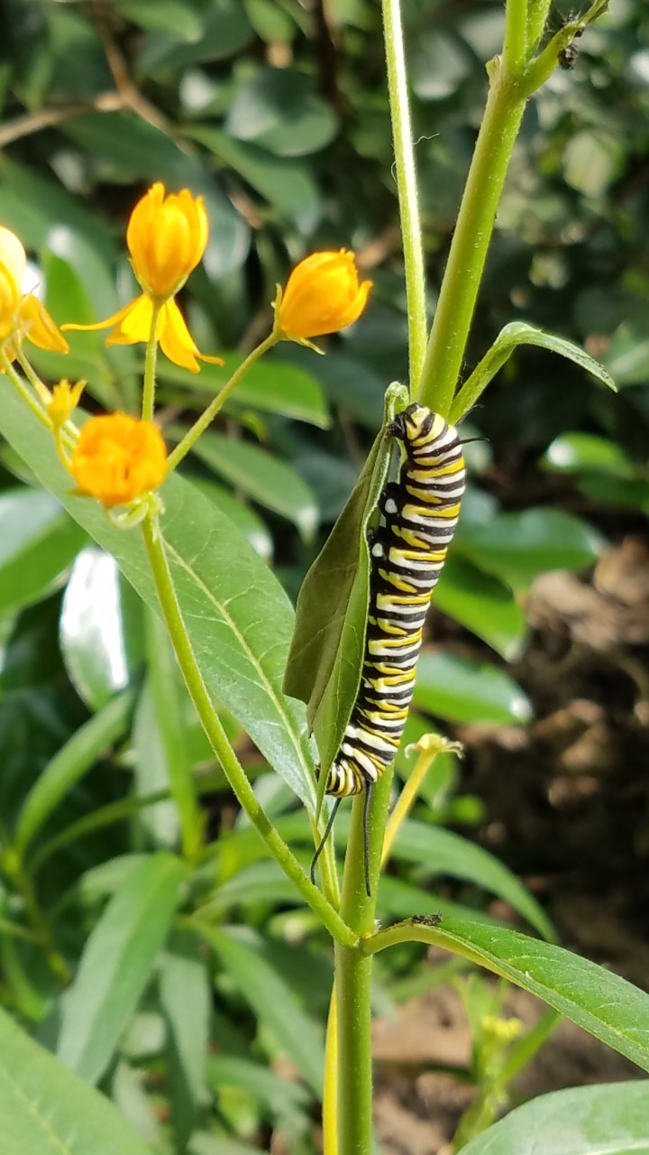 image of a monarch caterpillar climbing a leaf