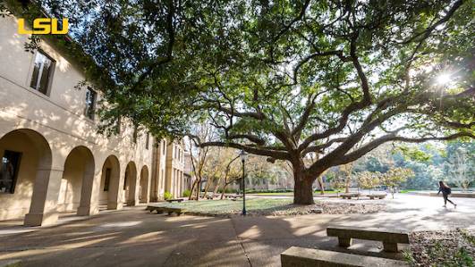 Light filtered through oak in the Quad