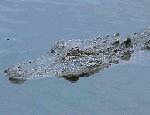 Photo: An alligator floats just above the water.