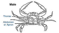 Image: Male Crab