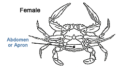 Image: Female Crab