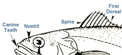 Image: Anatomy of a Fish
