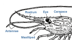 Image: Anatomy of a Shrimp