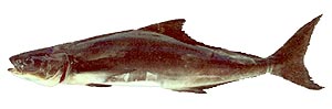 Cobia