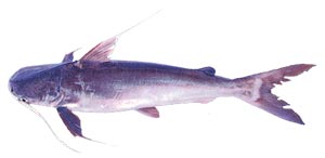 Gafftopsail Catfish