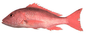 Red Snapper