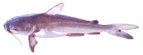 Sea Catfish