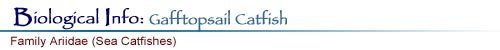 Biological Info: Gafftopsail Catfish