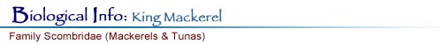 Biological Info: King Mackerel