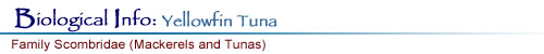 Biological Info: Yellowfin Tuna