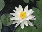 Photo: Water lily.