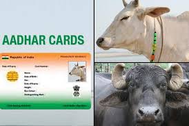 Photo of AADHAR cow photo ID card