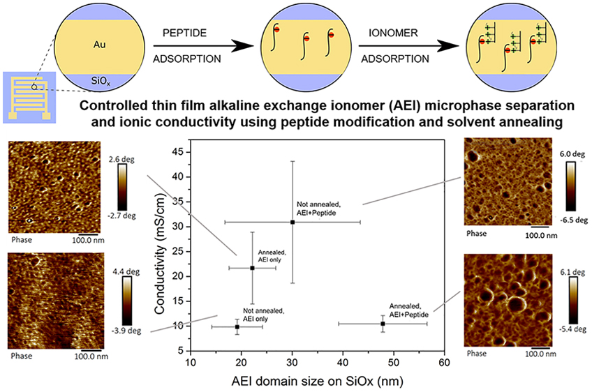 Controlled thin film alkaline exchange ionomer (AEI) microphase separation and ionic conductivity using peptide modification and solvent annealing